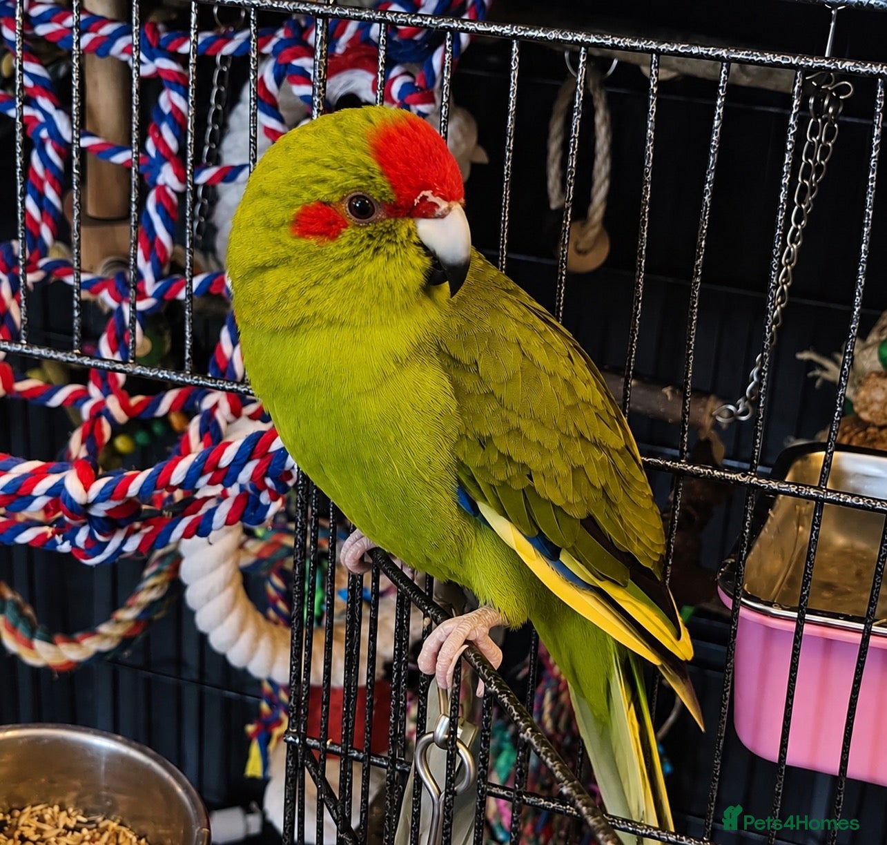 Parakeets birds Friendly bonded pair of M & F Kakariki parakeets - Advert 1