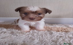 Mixed Breed dogs for sale: Shitzu x jack Russell  - Image 11