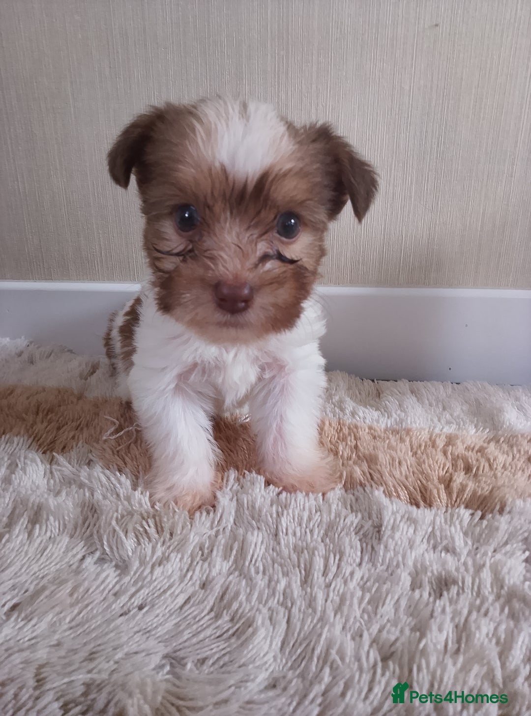 Mixed Breed dogs for sale: Shitzu x jack Russell  - Image 11