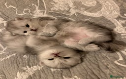 Persian cats for sale: Doll faced Persian kittens - Image 12