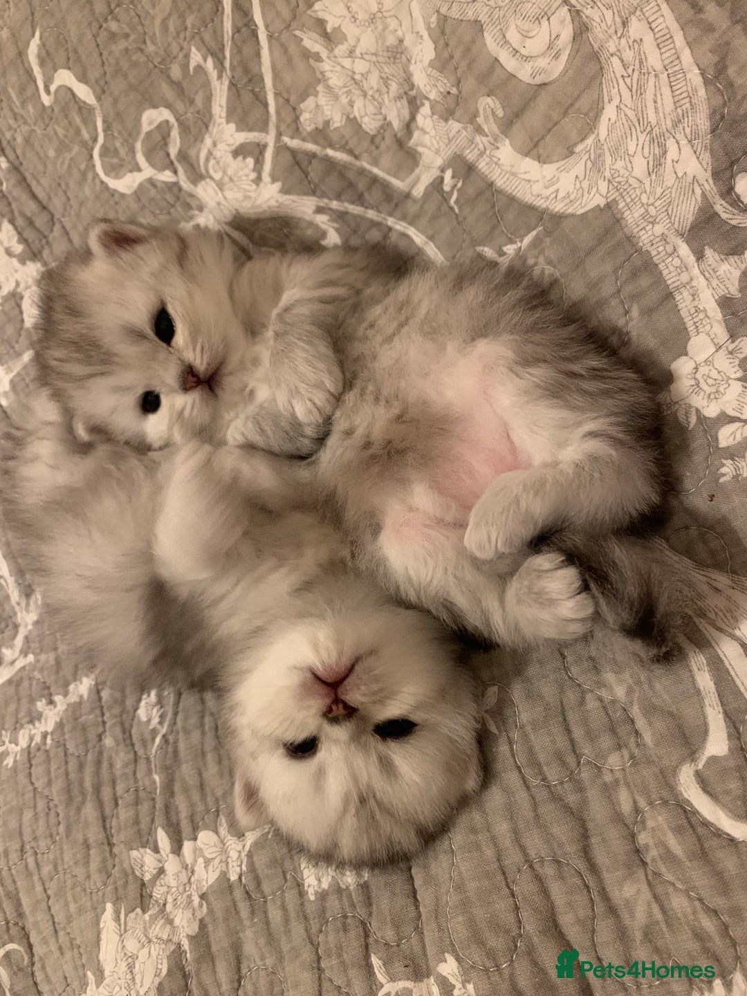 Persian cats for sale: Doll faced Persian kittens - Image 12
