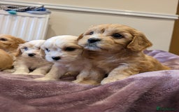 Cavachon dogs for sale: 8 Beautiful Cavachons💙💙💙🩷🩷🩷🩷🩷 - Image 4