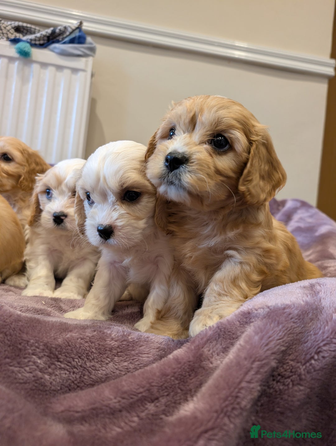 Cavachon dogs for sale: 8 Beautiful Cavachons💙💙💙🩷🩷🩷🩷🩷 - Image 4