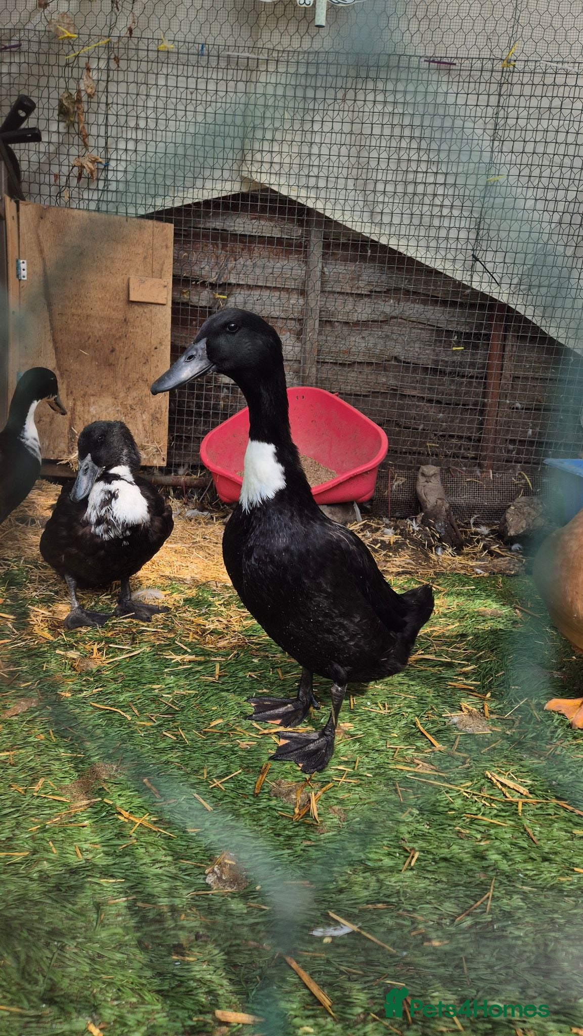 Ducks poultry Beautiful female duck  - Advert 7