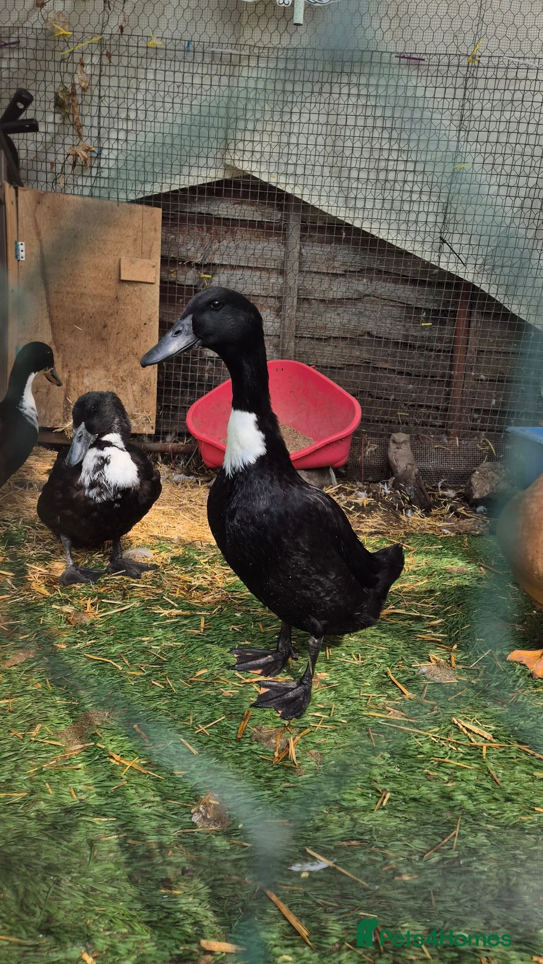 Ducks poultry for sale: Beautiful female duck  - Advert 1