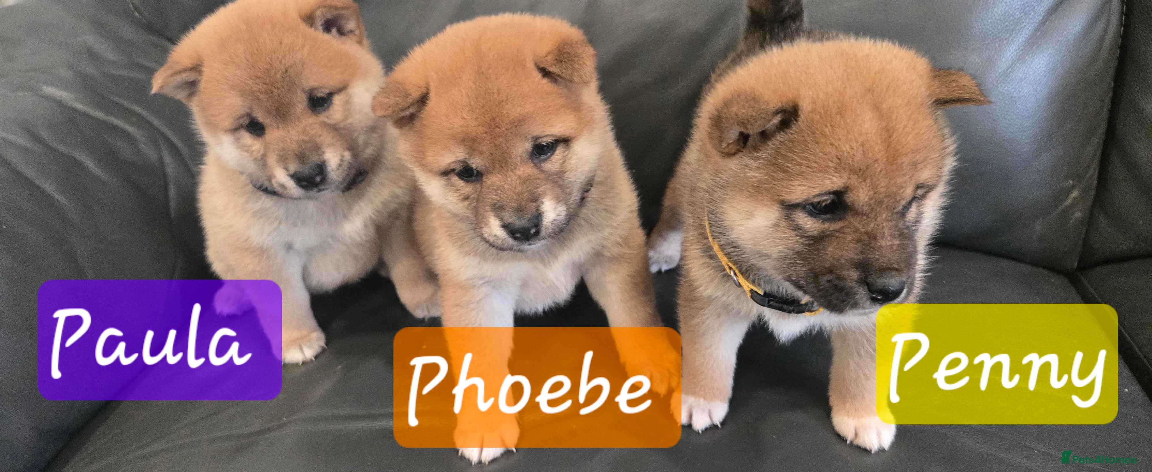 Japanese Shiba Inu dogs Stunning little Shibas - Advert 15
