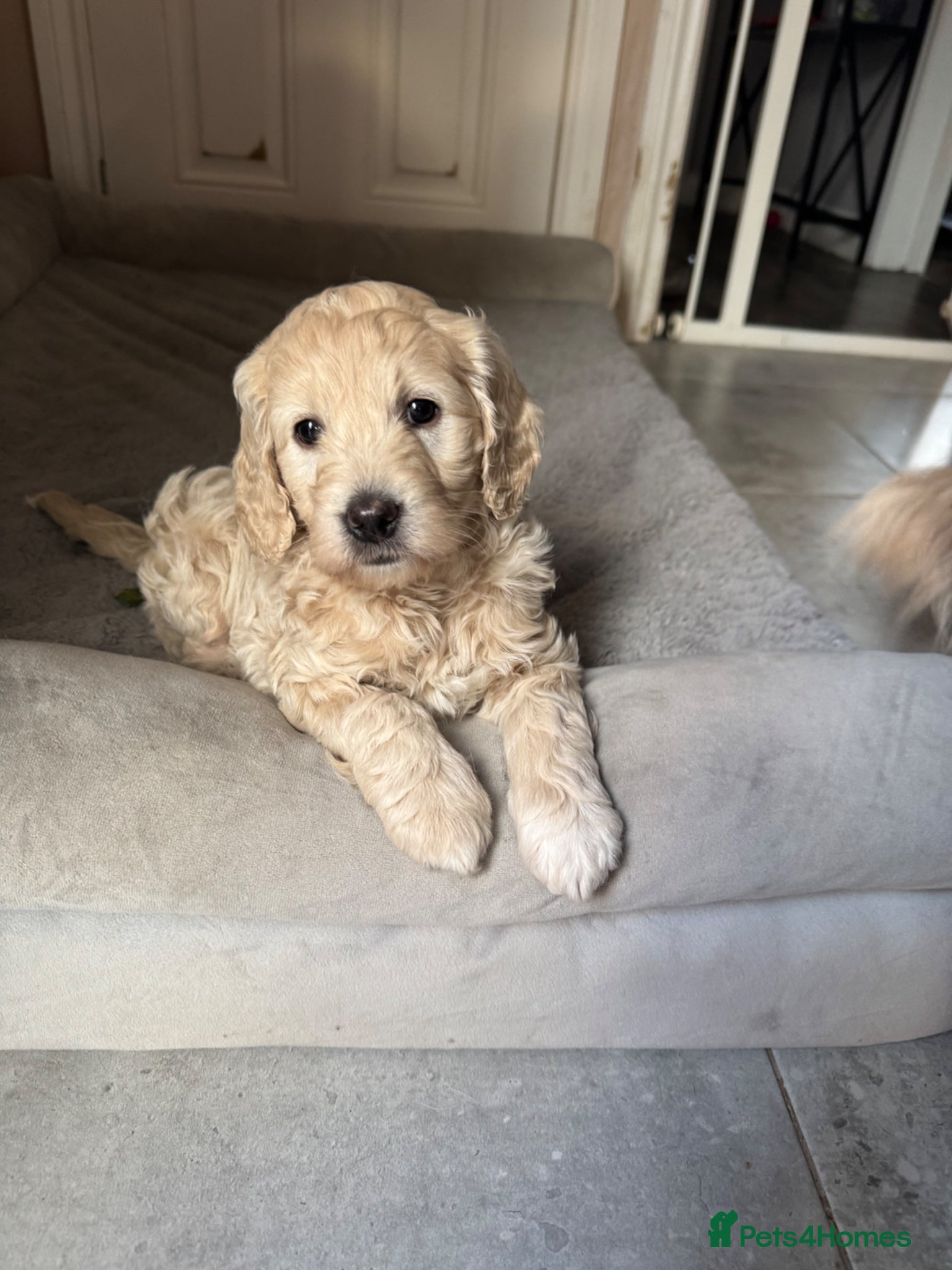 Goldendoodle dogs Beautiful little girl F1 mini Goldendoodle  - Advert 6