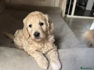 Goldendoodle dogs Beautiful little girl F1 mini Goldendoodle - Advert 9
