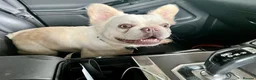 French Bulldog dogs for sale: BEAUTIFUL FLUFFY FRENCH BULLDOG PUPPIES - Advert 8