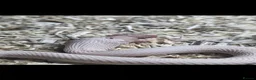 Snake reptiles for sale: Western Hognose snake - Advert 2
