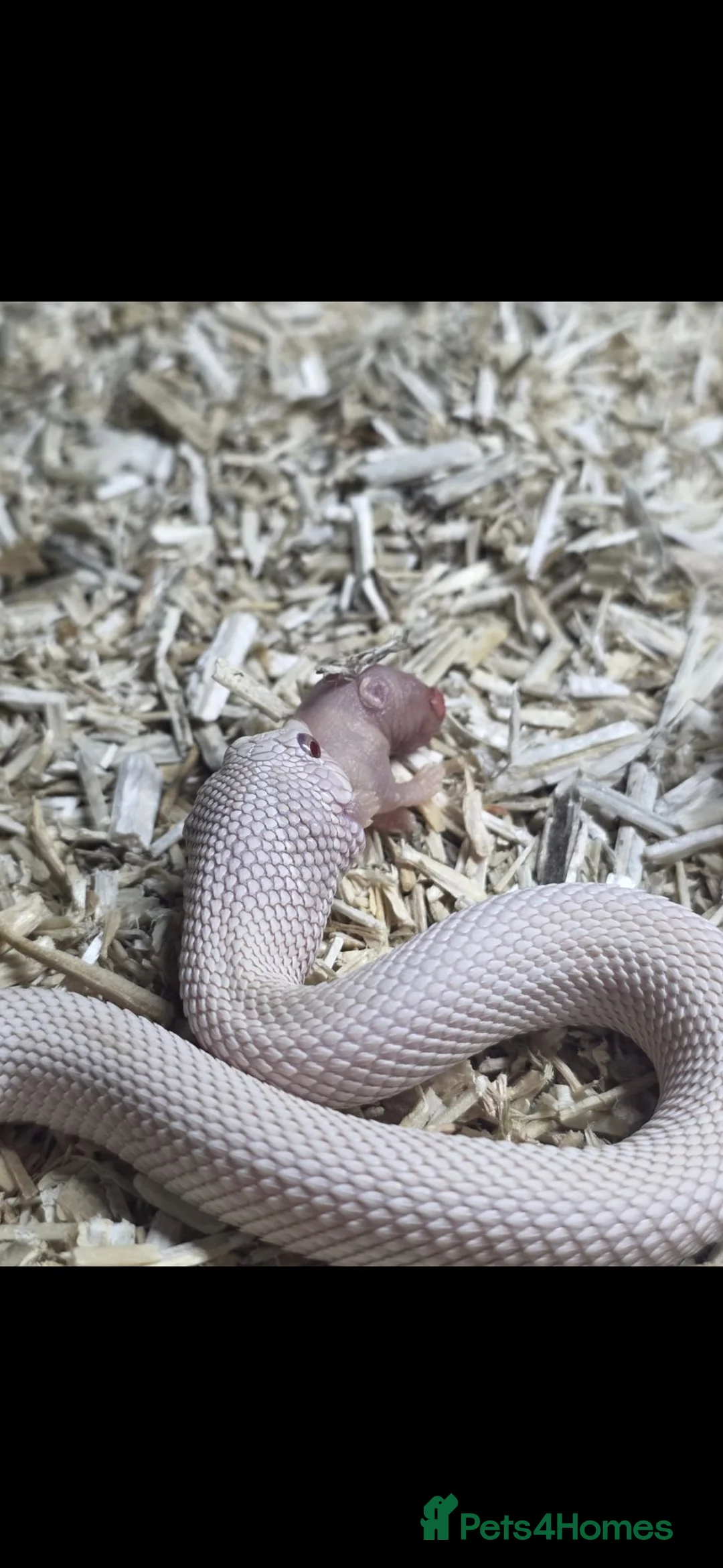 Snake reptiles for sale: Western Hognose snake - Advert 2
