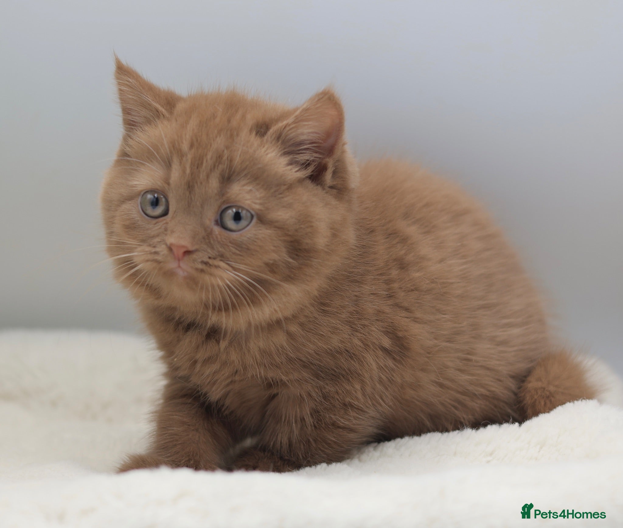 British Shorthair cats PEDIGREE BRITISH SHORTHAIR KITTENS - Advert 2