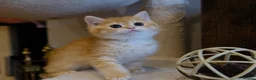 British Shorthair cats for sale: BSH Golden boys TICA Reg  - Advert 2