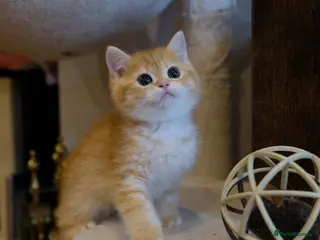 British Shorthair cats BSH Golden boys TICA Reg - Advert 4