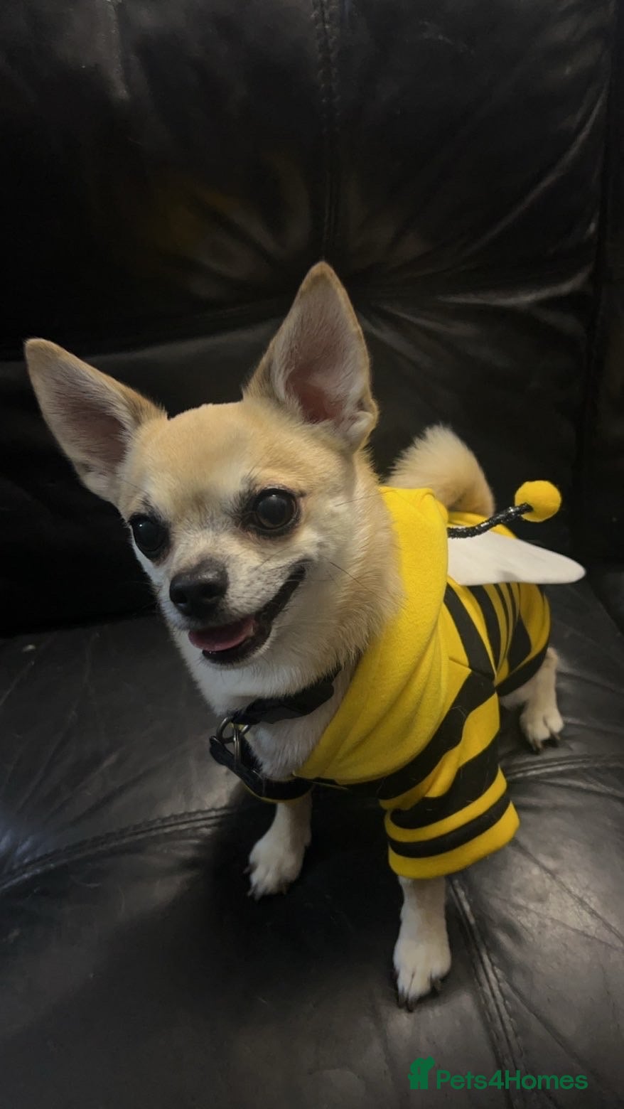 Chihuahua dogs Dog for sale  - Advert 15