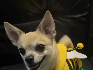 Chihuahua dogs Dog for sale - Advert 4