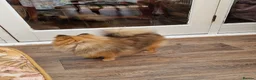 Pomeranian dogs for sale: Beautiful male pomeranian  - Advert 3