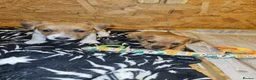 Mixed Breed dogs for sale: Boarder terrier x Jack Russell  - Advert 8