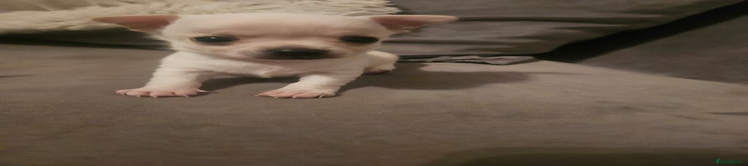 Chihuahua Puppy 4