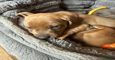 Mixed Breed dogs in Cowdenbeath - Advert 1