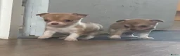Chihuahua dogs for sale: CHIHUAHUA PUPPIES 3 only available now  - Advert 29