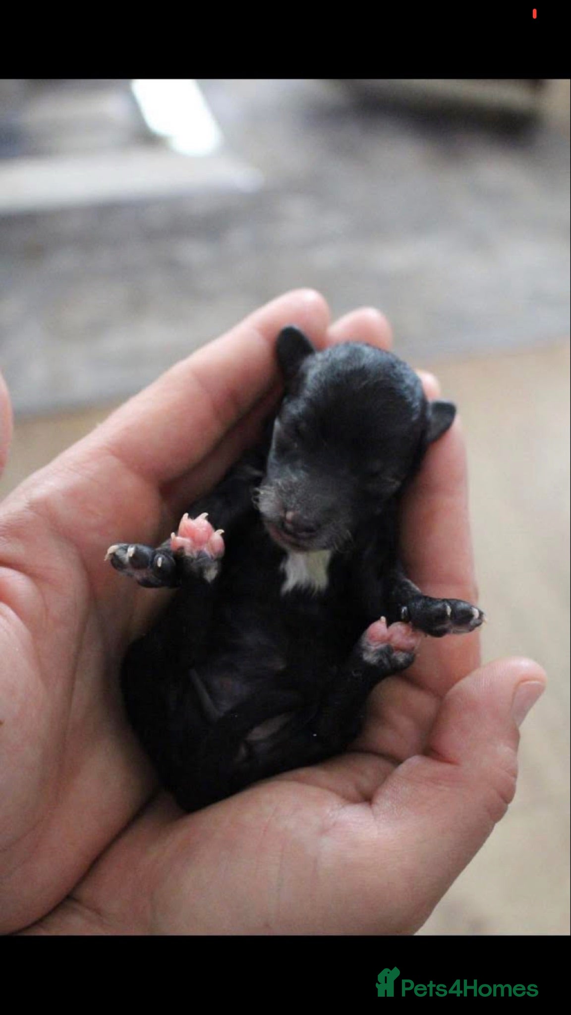 Miniature Poodle dogs Purebred Miniature 🐩 poodles ,last boy available  - Advert 8
