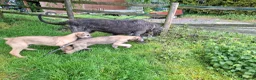 Irish Wolfhound dogs for sale: Beautiful KC Reg. Irish Wolfhound Female Puppy  - Advert 2