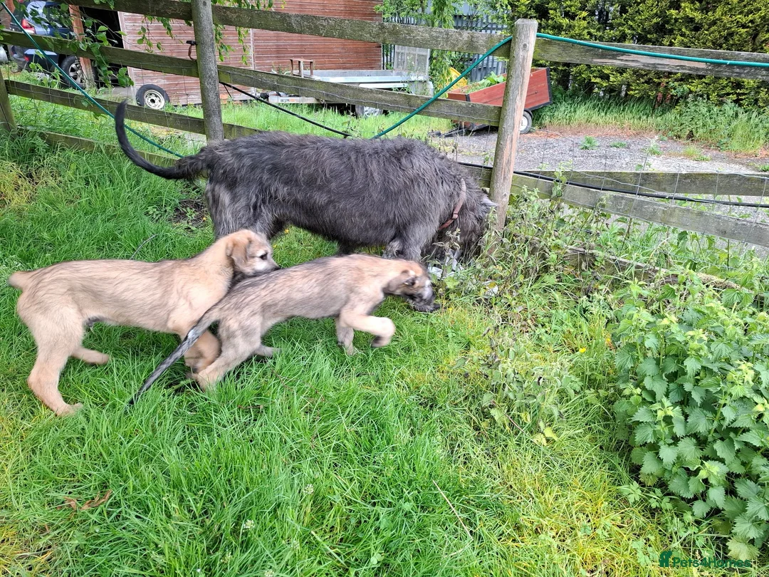 Irish Wolfhound dogs for sale: Beautiful KC Reg. Irish Wolfhound Female Puppy  - Advert 2