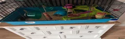 Gerbil rodents for sale: 3 male gerbils and enclosure  in Poulton-le-Fylde - Advert 1