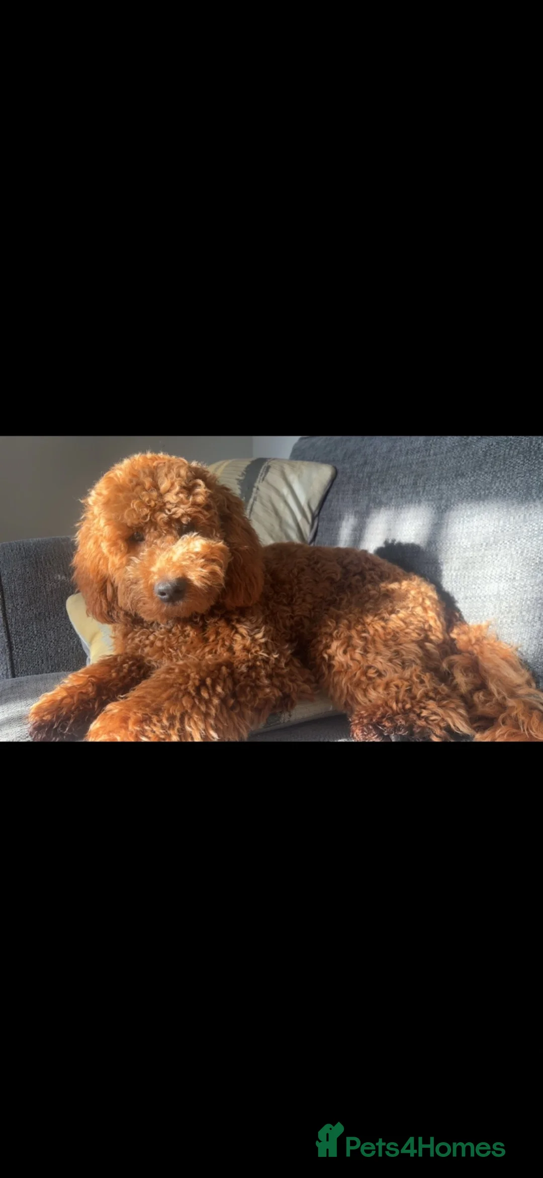 Cockapoo dogs for stud: Alfie in Banbridge - Advert 2