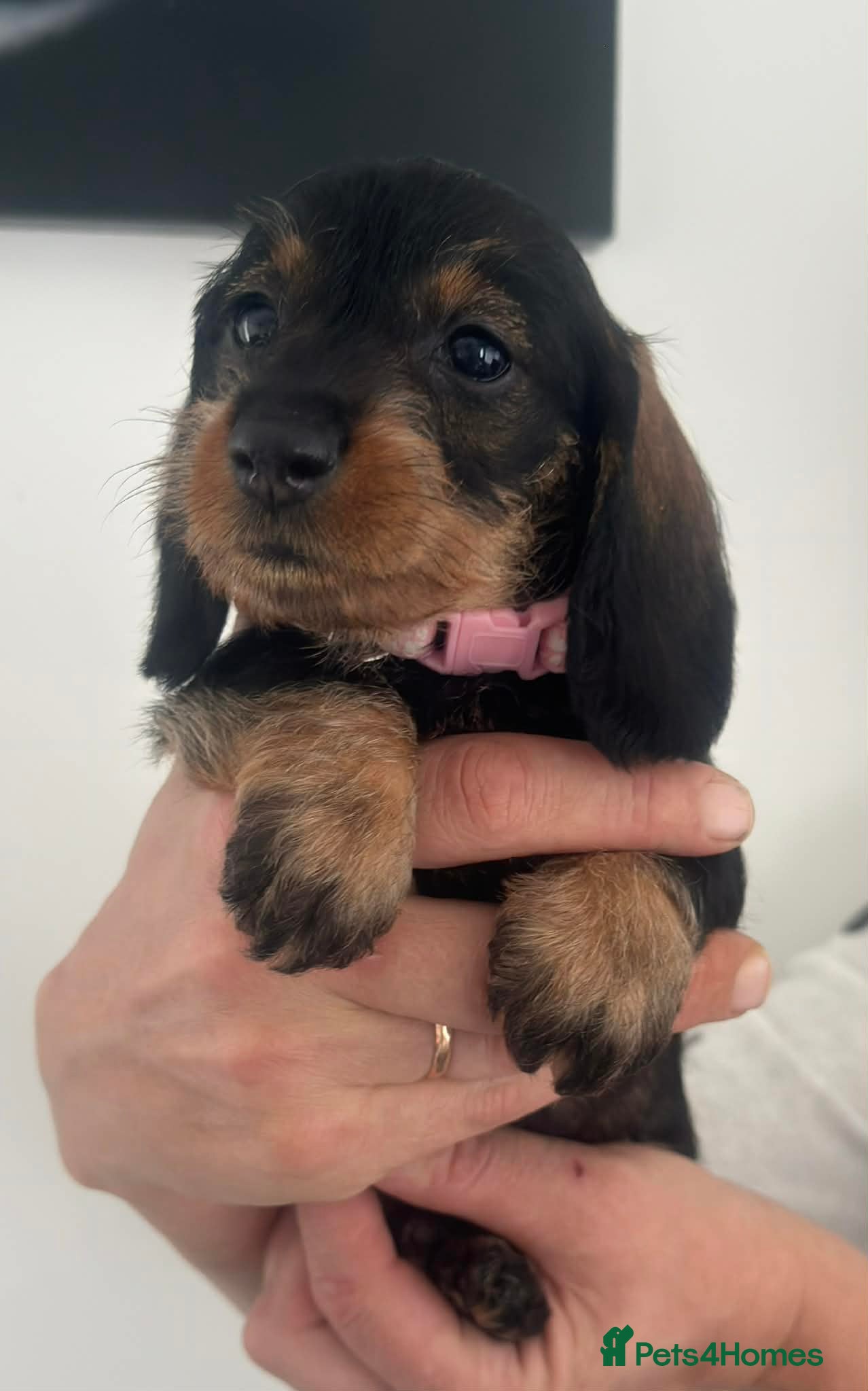 Miniature Dachshund dogs Wire haired puppies! Boys and girls - Advert 8