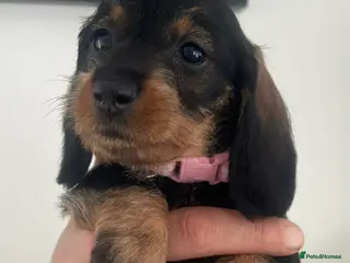 Miniature Dachshund dogs Wire haired puppies! Boys and girls - Advert 8