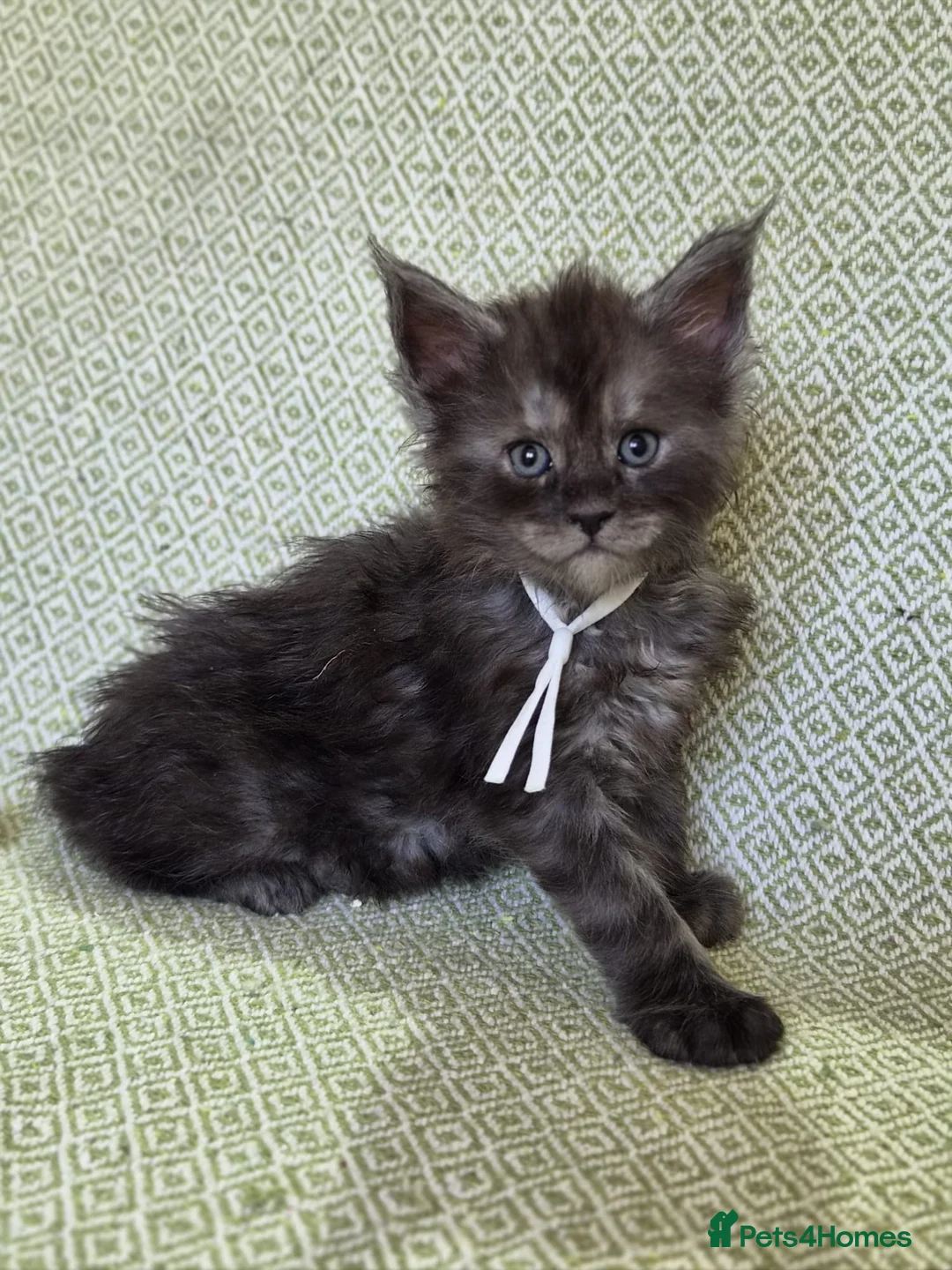 Maine Coon cats for sale: Stunning XL Black & Blue Smoke TICA Maine Coons - Advert 25