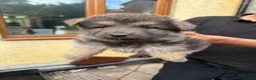 German Shepherd dogs for sale: Beautiful long haired puppies - Advert 3