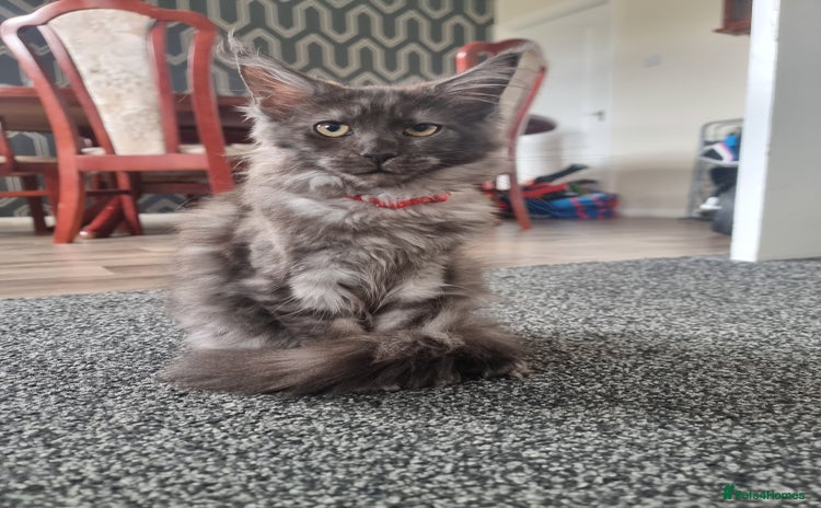 Maine Coon cats in Livingston - Advert 1