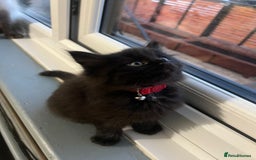 RagaMuffin cats for sale: Ragamuffin kittens  - Image 17