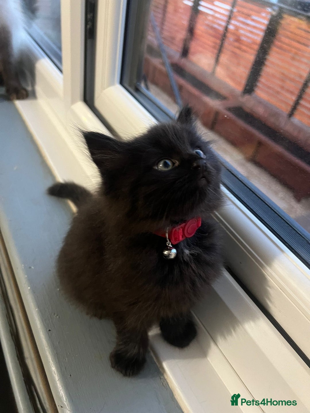 RagaMuffin cats for sale: Ragamuffin kittens  - Image 17