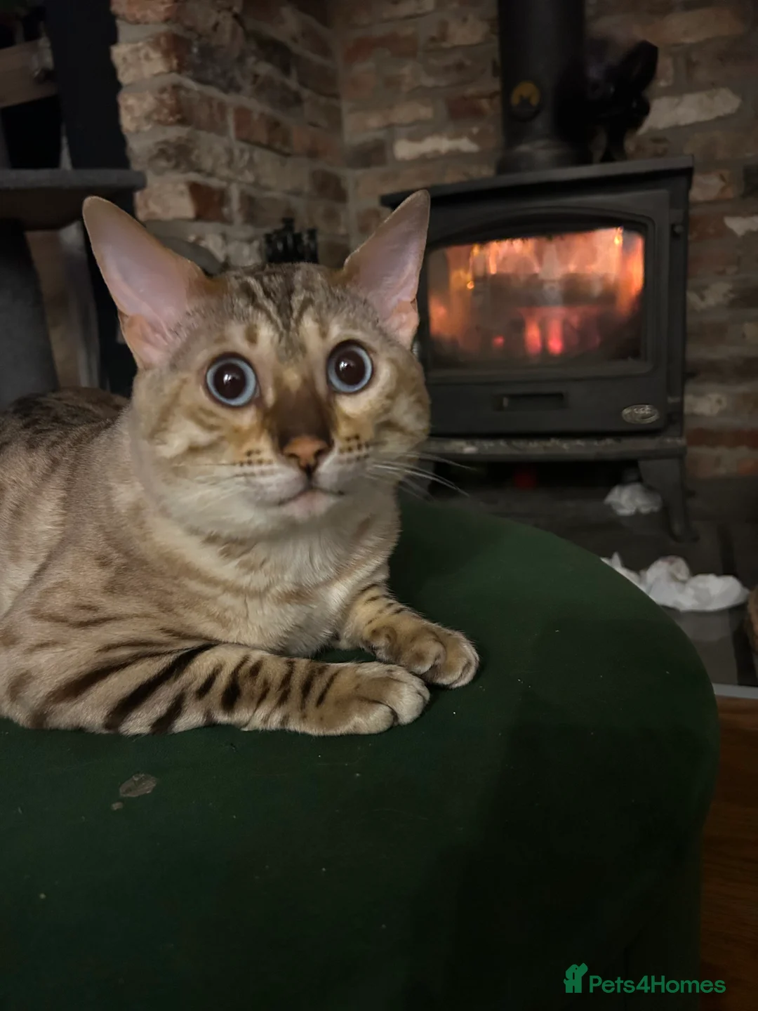 Bengal cats for stud: Beautiful bengal for stud in Hull - Advert 4