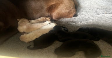Labrador Retriever dogs - Advert 11