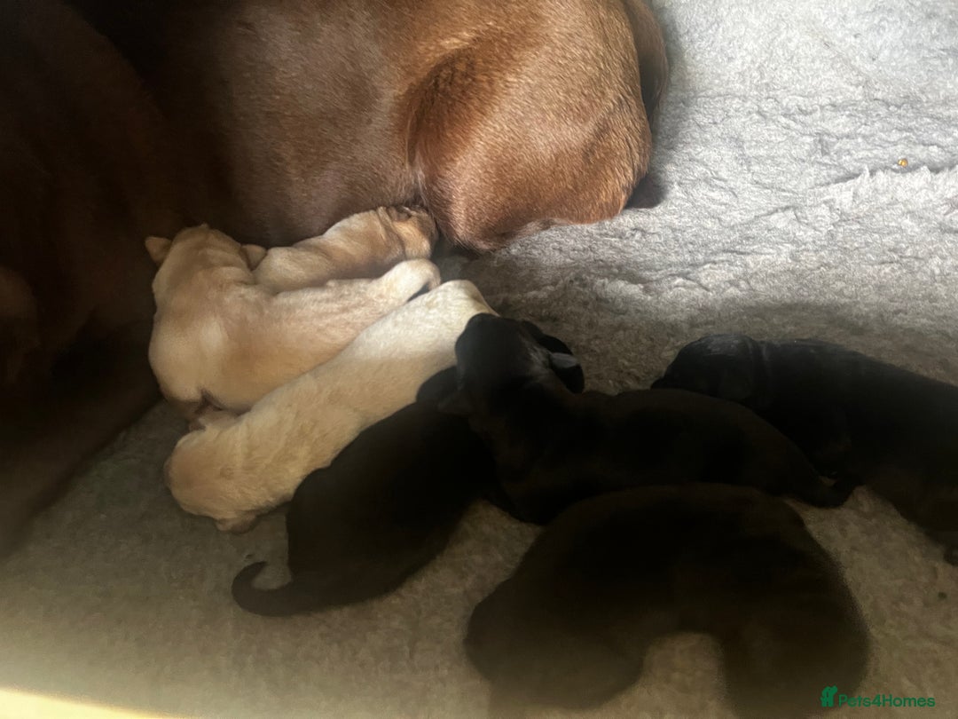 Labrador Retriever dogs for sale: Labrador pups - Image 2