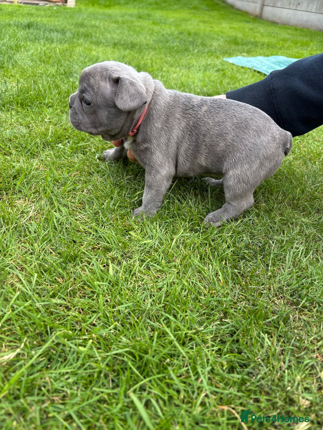 French Bulldog dogs for sale: Gorgeous French Bulldog Puppies. - Image 14