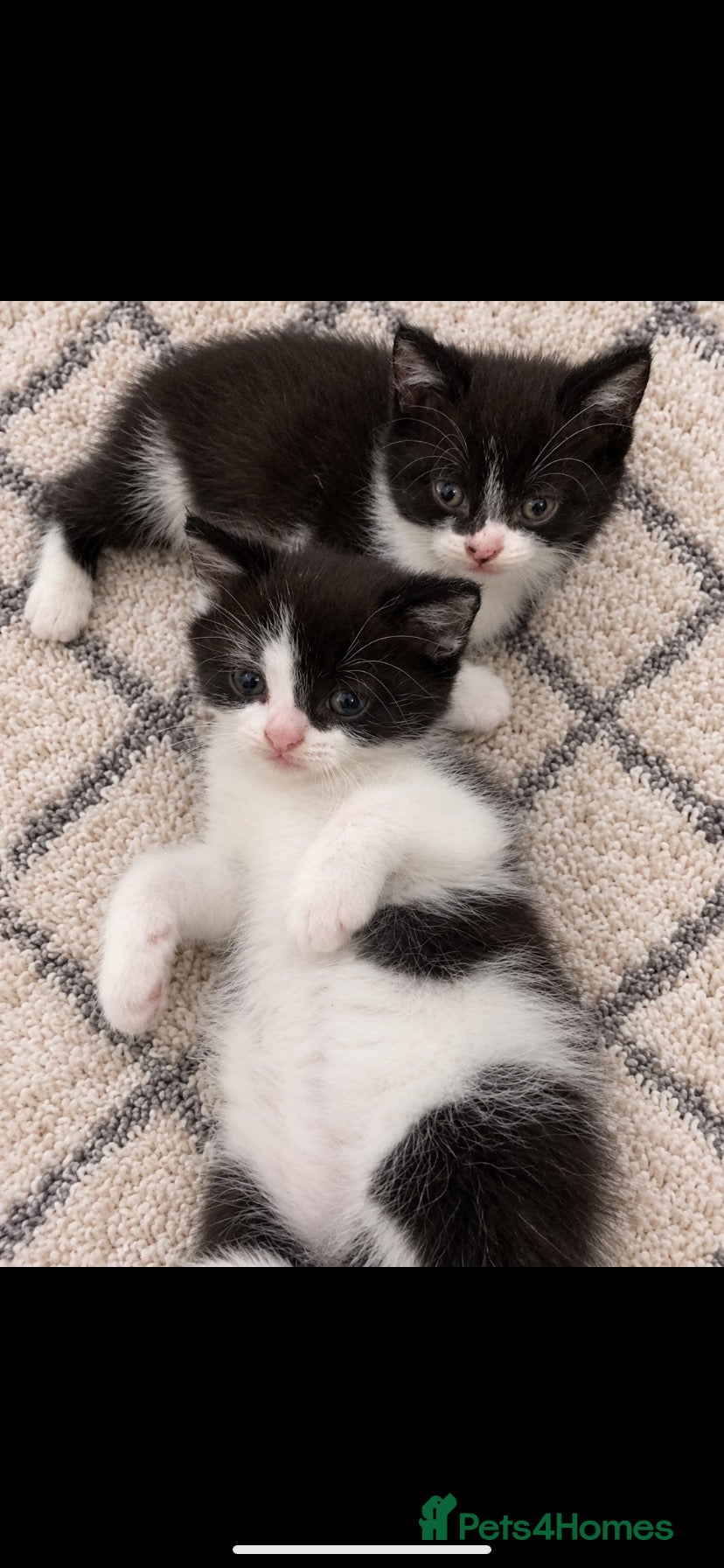 Mixed Breed cats British shorthair x kittens READY NOW - Advert 2