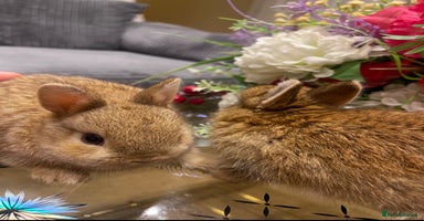 Netherland Dwarf rabbits - Advert 2