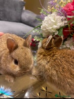 Netherland Dwarf rabbits - Advert 2