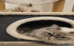 Ragdoll cats for sale: Stunning ragdoll kittens  - Advert 21