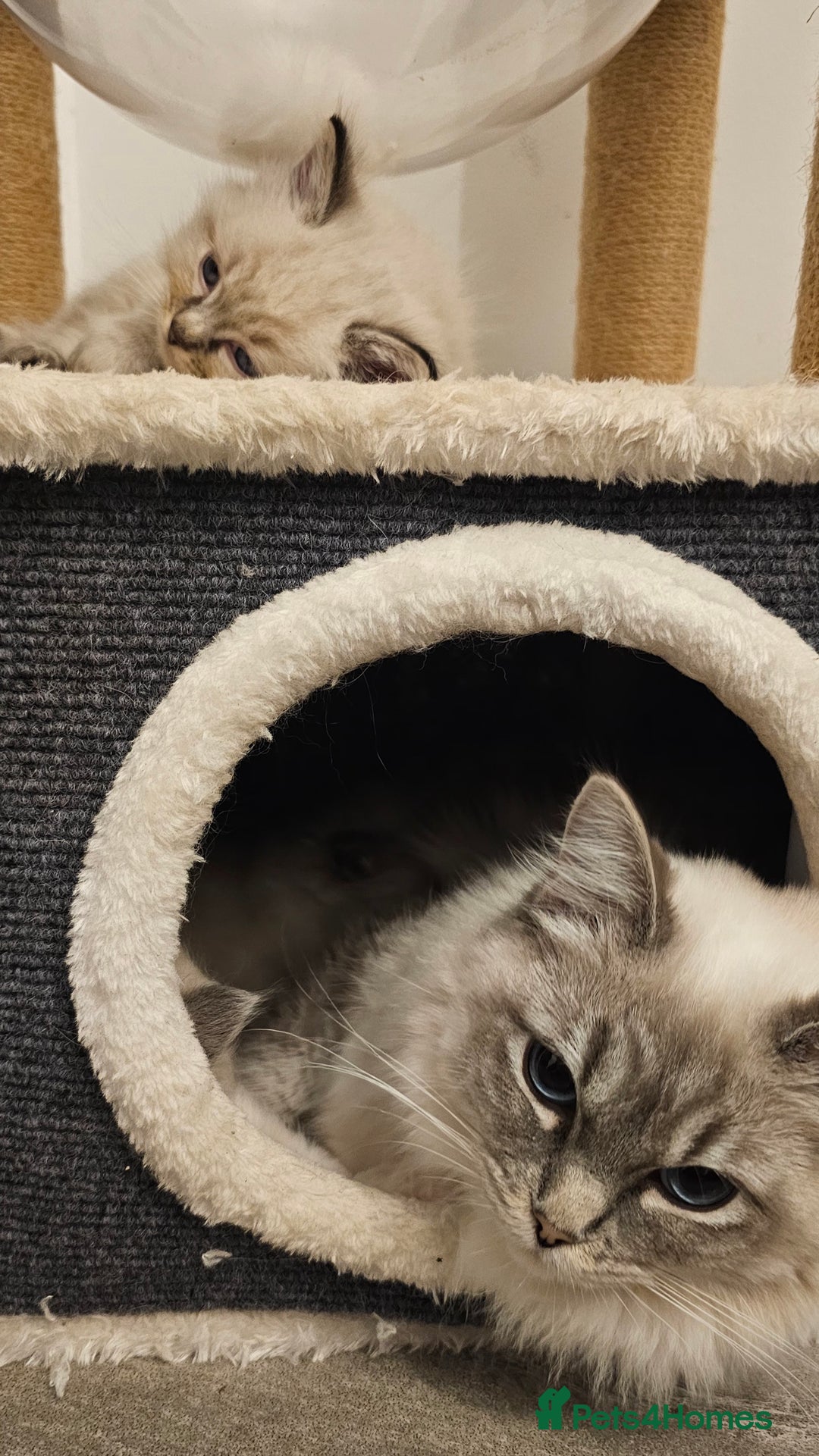 Ragdoll cats for sale: Stunning ragdoll kittens  - Advert 21