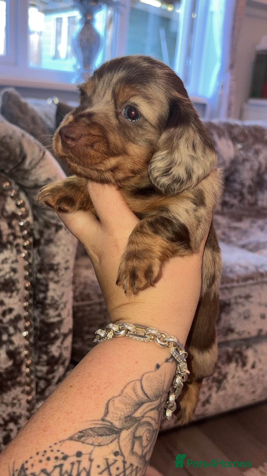 Miniature Dachshund dogs for sale: 2 boys miniature dashund  - Image 1