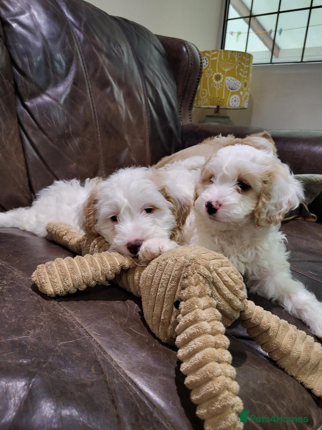 Cockapoo dogs for sale: Beautiful cockerpoo puppies for sale - Advert 6