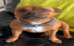 Staffordshire Bull Terrier dogs for sale: Red Staffordshire Bull Terrier Puppies - Image 4