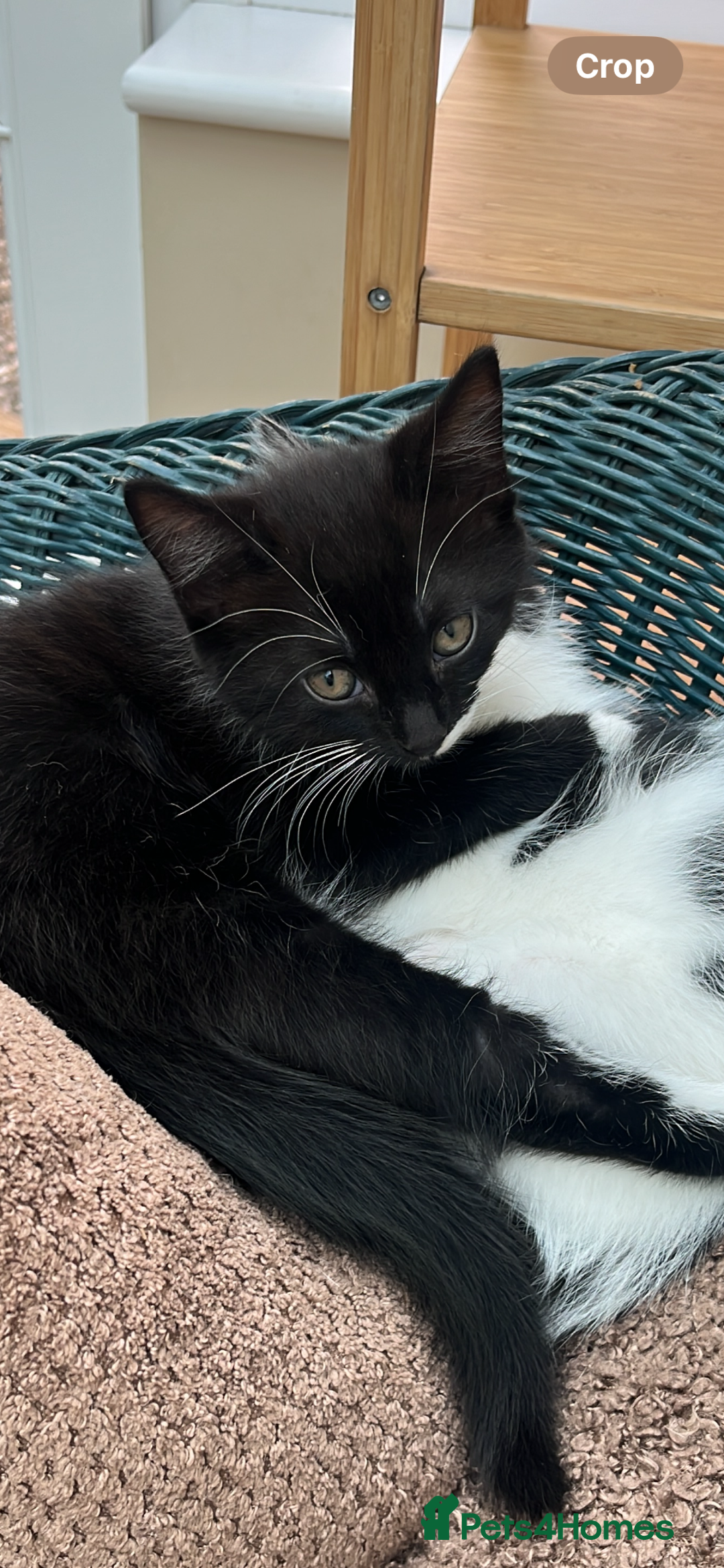 Mixed Breed cats for sale: British Shorthair Cross kittens Tabby and White - Image 10